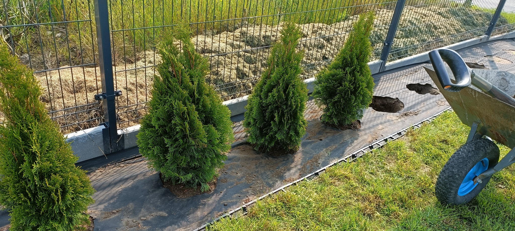Sadzenie thuji szmaragd na czarnej agrowłókninie, obok taczka z narzędziami. W tle siatka ogrodzeniowa i ścięta trawa. Słoneczny dzień.