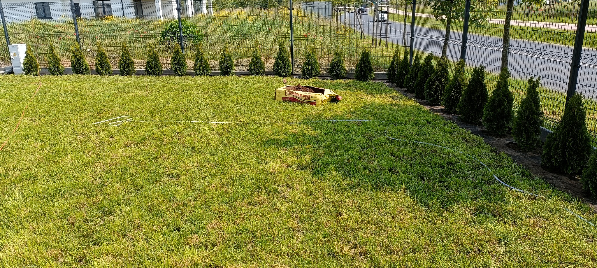 Świeżo posadzony szpaler tuj wzdłuż ogrodzenia, worek ziemi torfowej na trawniku, wytyczone linie pod system nawadniania. Prace ogrodnicze w toku.