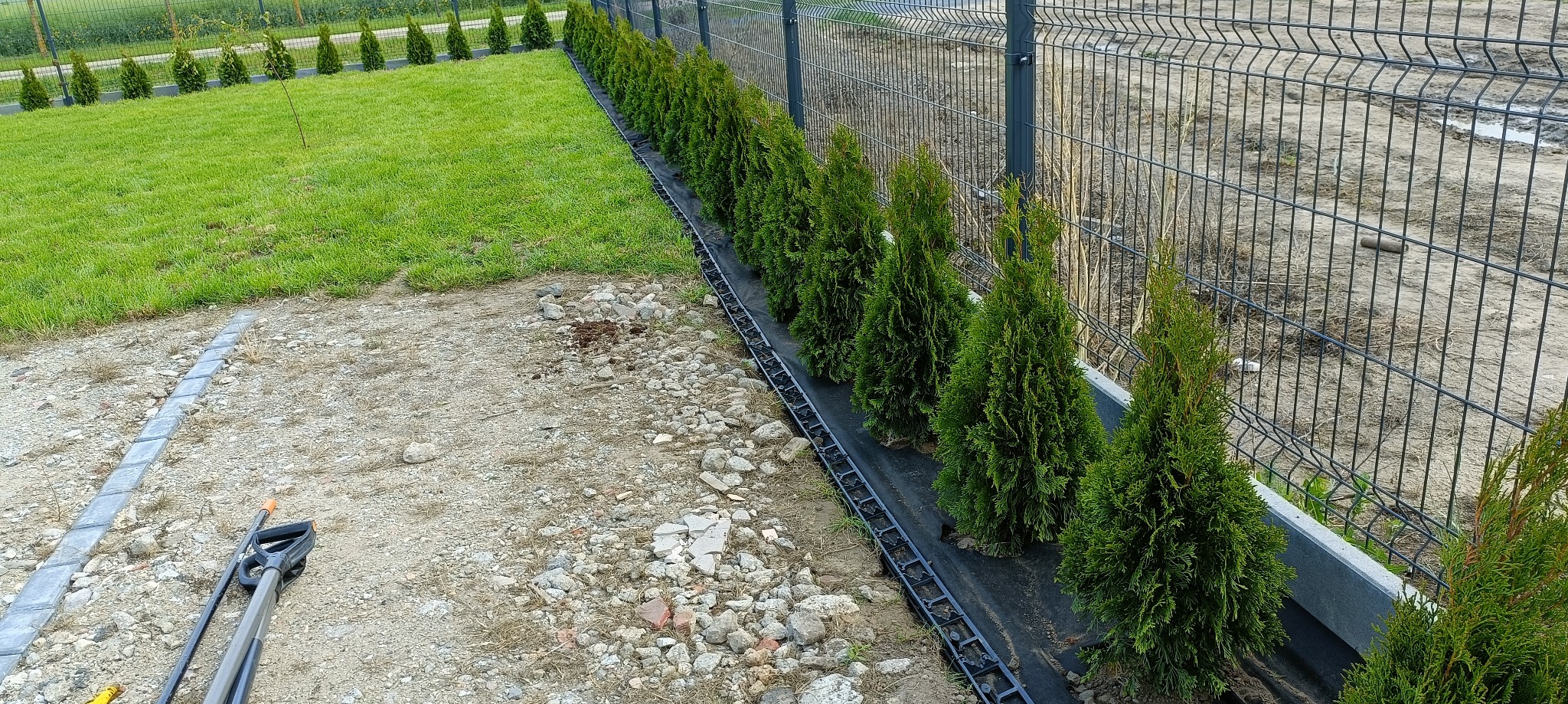 Równy rząd młodych, zielonych tuj posadzonych wzdłuż siatki ogrodzeniowej. Widoczne narzędzia ogrodnicze i fragment trawnika. Przygotowanie terenu pod nasadzenia.