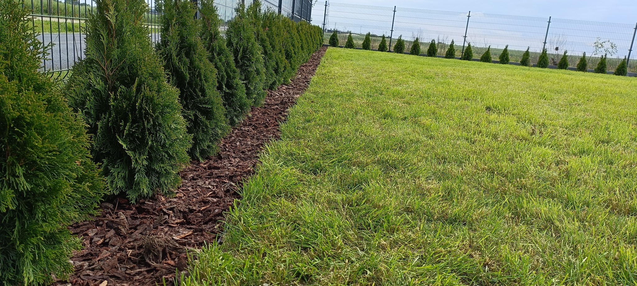 Równy trawnik z rzędem posadzonych, zielonych tuj i podsypaną korą rabatą, oddzielony siatką od dalszej przestrzeni.