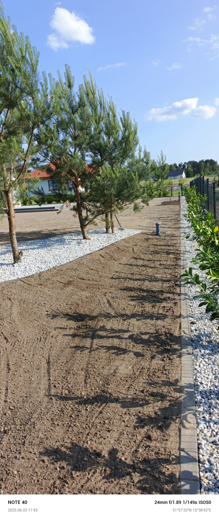 Przygotowany teren pod trawnik z rolki, obrzeża z kostki, ozdobne białe kamienie i posadzone młode drzewka iglaste wzdłuż ścieżki.