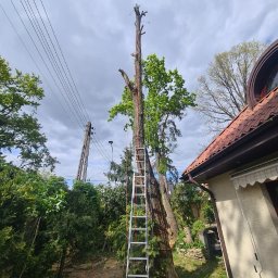 Wycinka drzew Warszawa 2