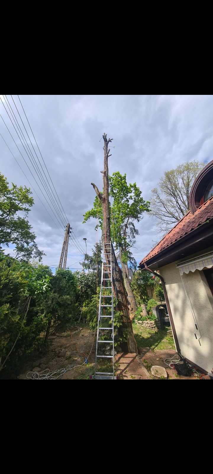 Drzewo po częściowej wycince z drabiną opartą o pień, liny zabezpieczające, widok z dołu na tle nieba i zieleni.