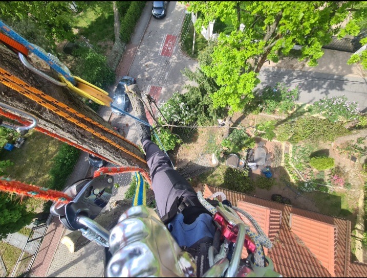 Widok z góry na ogrodnika w uprzęży, podczas pracy na drzewie, z ulicą i budynkami w tle. Użycie lin i sprzętu wspinaczkowego.