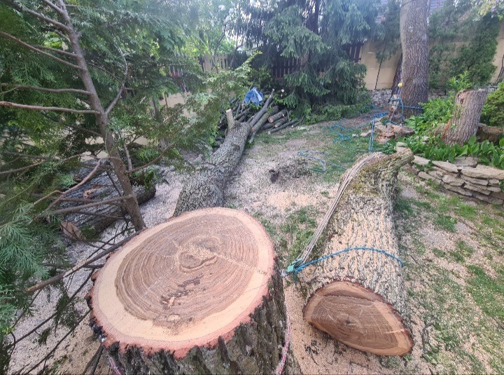 Ścięte pnie drzewa w ogrodzie pokryte trocinami, z widocznym przekrojem pnia i liną zabezpieczającą, po wykonanej usłudze.