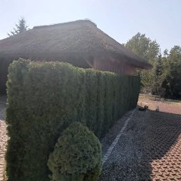 Siwe Ogrody - Formowany żywopłot z ciemnozielonych krzewów iglastych oddzielający budynek z krytym strzechą dachem od brukowanego podjazdu, widoczny mały krzew i kosiarka spalinowa.