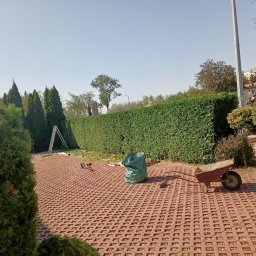 Siwe Ogrody - Przycinanie żywopłotu: Mężczyzna w czerwonej czapce zbiera ścięte gałęzie do worka, obok taczka i drabina oparta o żywopłot.