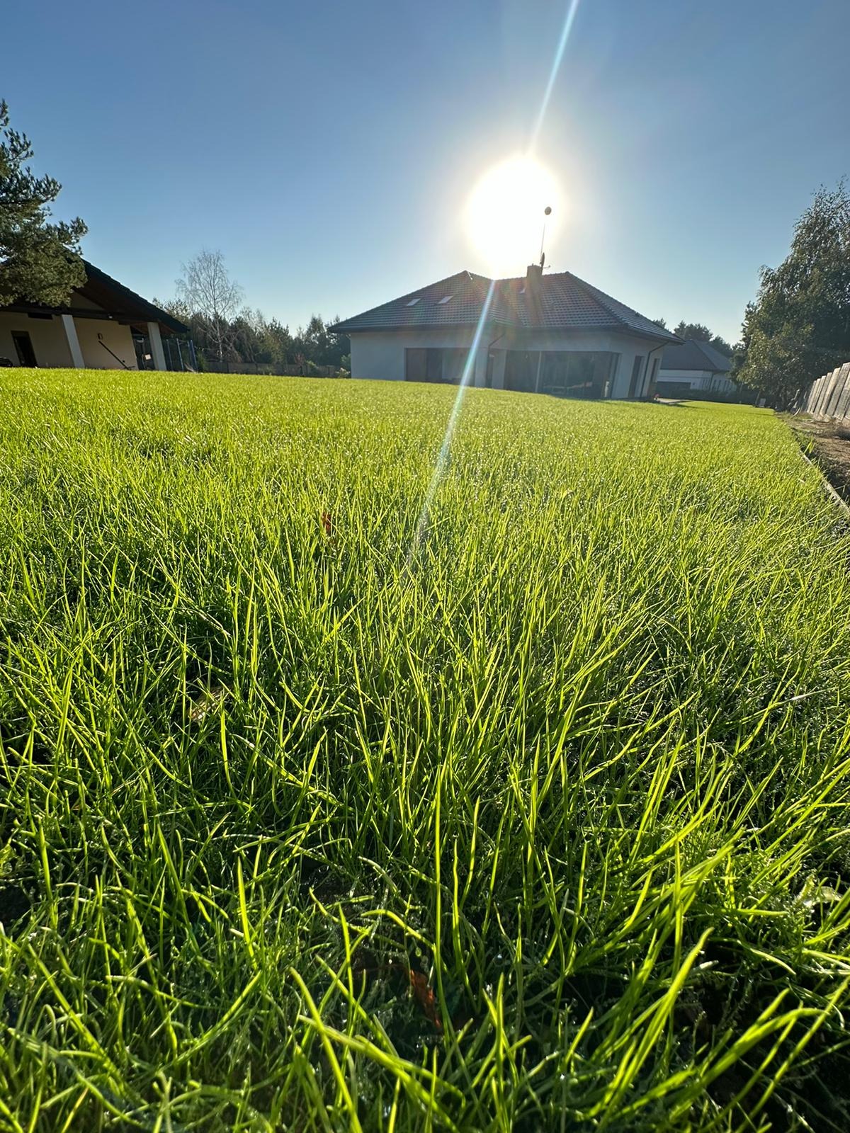 Intensywnie zielony trawnik w promieniach wschodzącego słońca, widok z poziomu trawy na nowoczesny dom w tle.