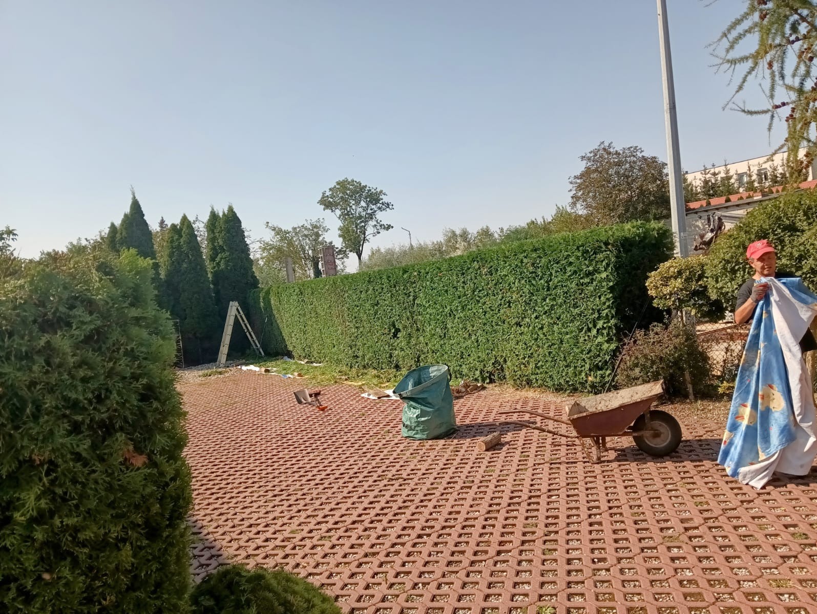 Przycinanie żywopłotu: Mężczyzna w czerwonej czapce zbiera ścięte gałęzie do worka, obok taczka i drabina oparta o żywopłot.