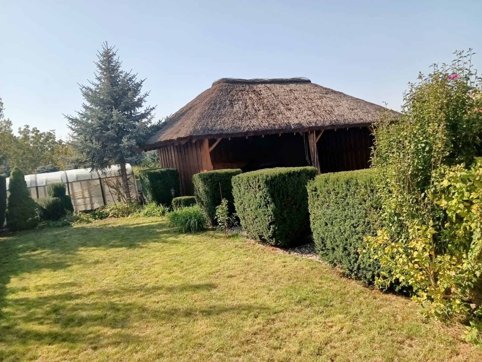 Ogród z równo przystrzyżonymi żywopłotami, drewnianą altaną krytą strzechą i młodym świerkiem srebrnym, w tle szklarnia.