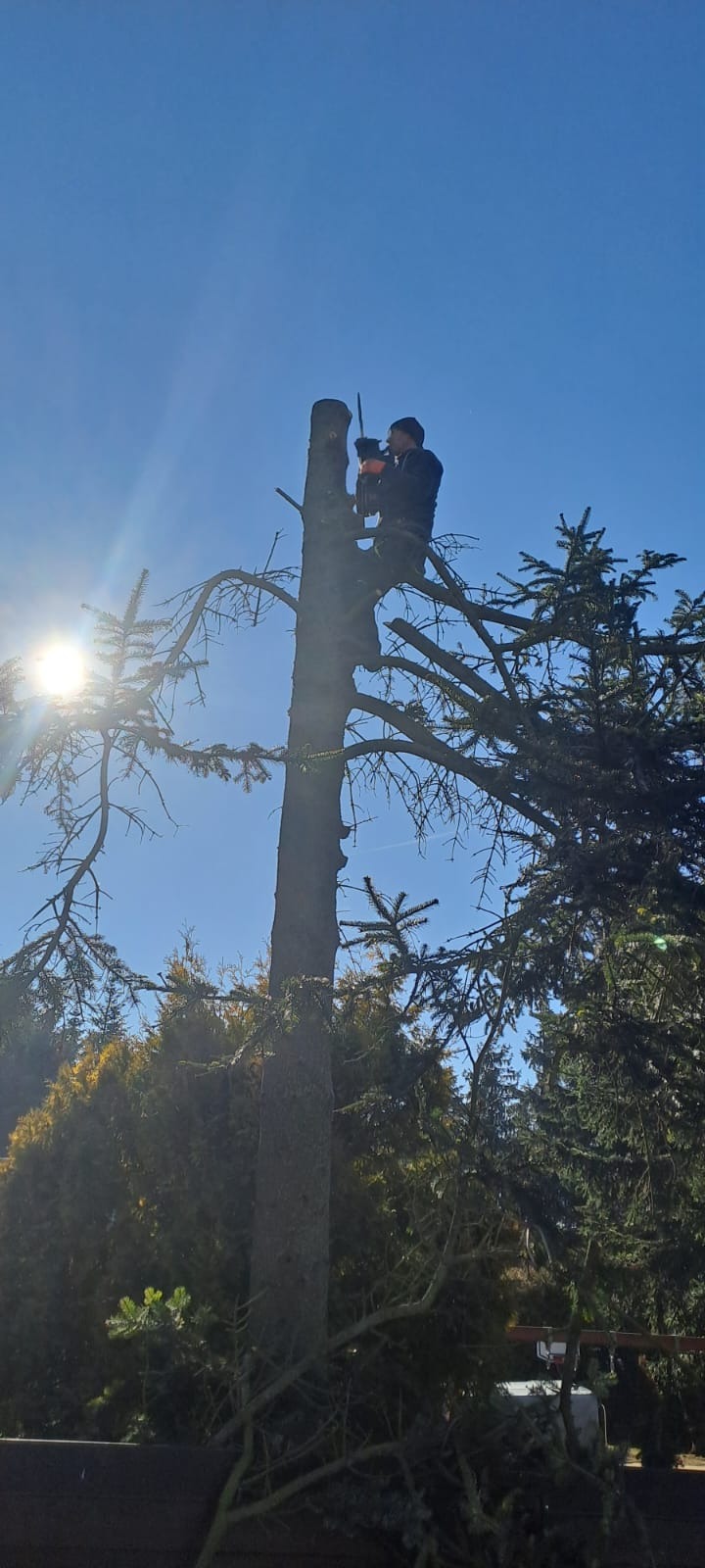 Mężczyzna w trakcie wycinki drzewa piłą spalinową na tle błękitnego nieba i zieleni. Widok z dołu, ostre słońce.