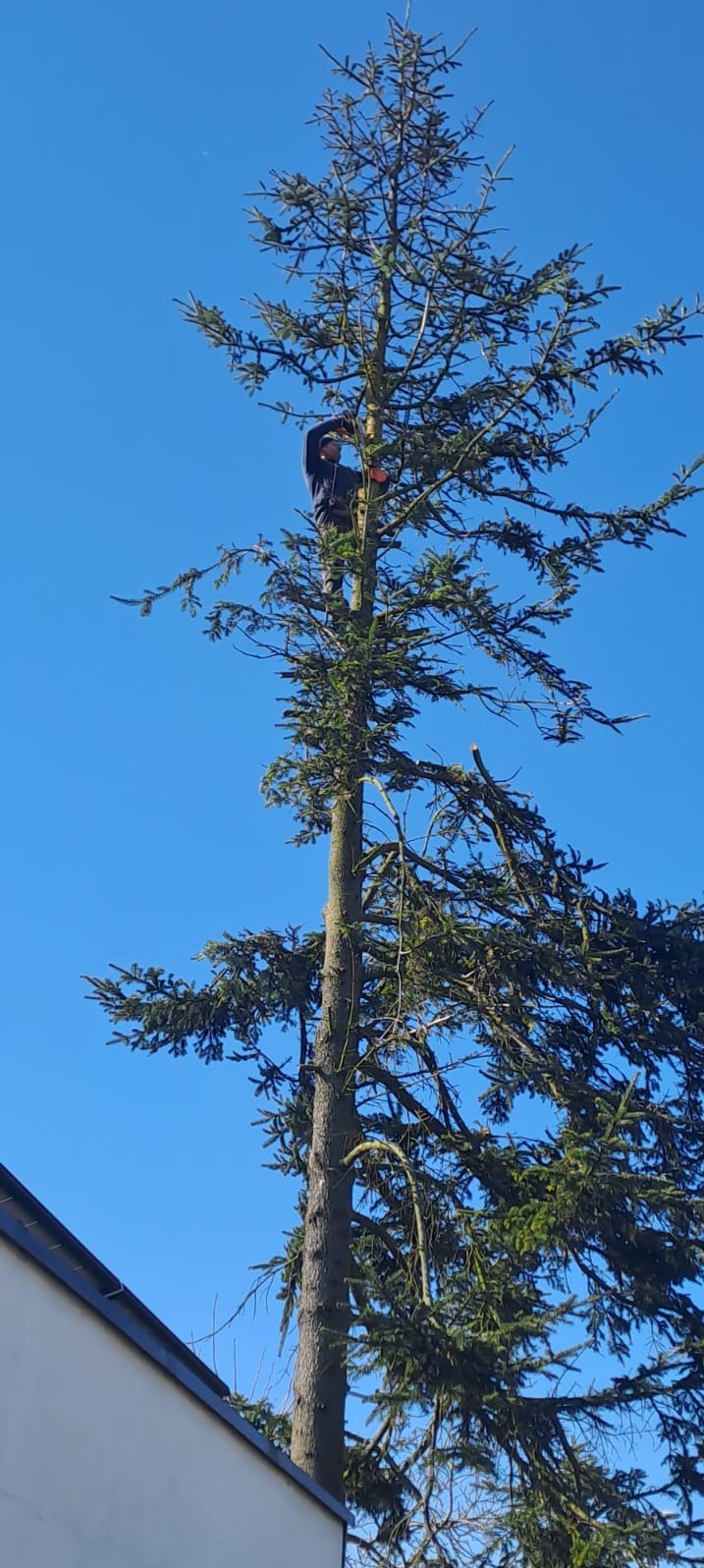 Mężczyzna w koronie wysokiej sosny, przycina gałęzie piłą łańcuchową na tle błękitnego nieba. Widoczny fragment dachu budynku.