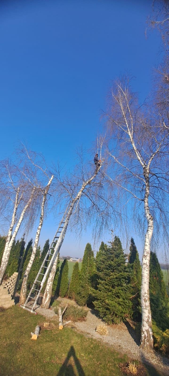 Pracownik na drabinie przycina gałęzie brzozy w Koninie. Widoczne ścięte gałęzie na trawniku i wysokie tuje w tle. Błękitne niebo.