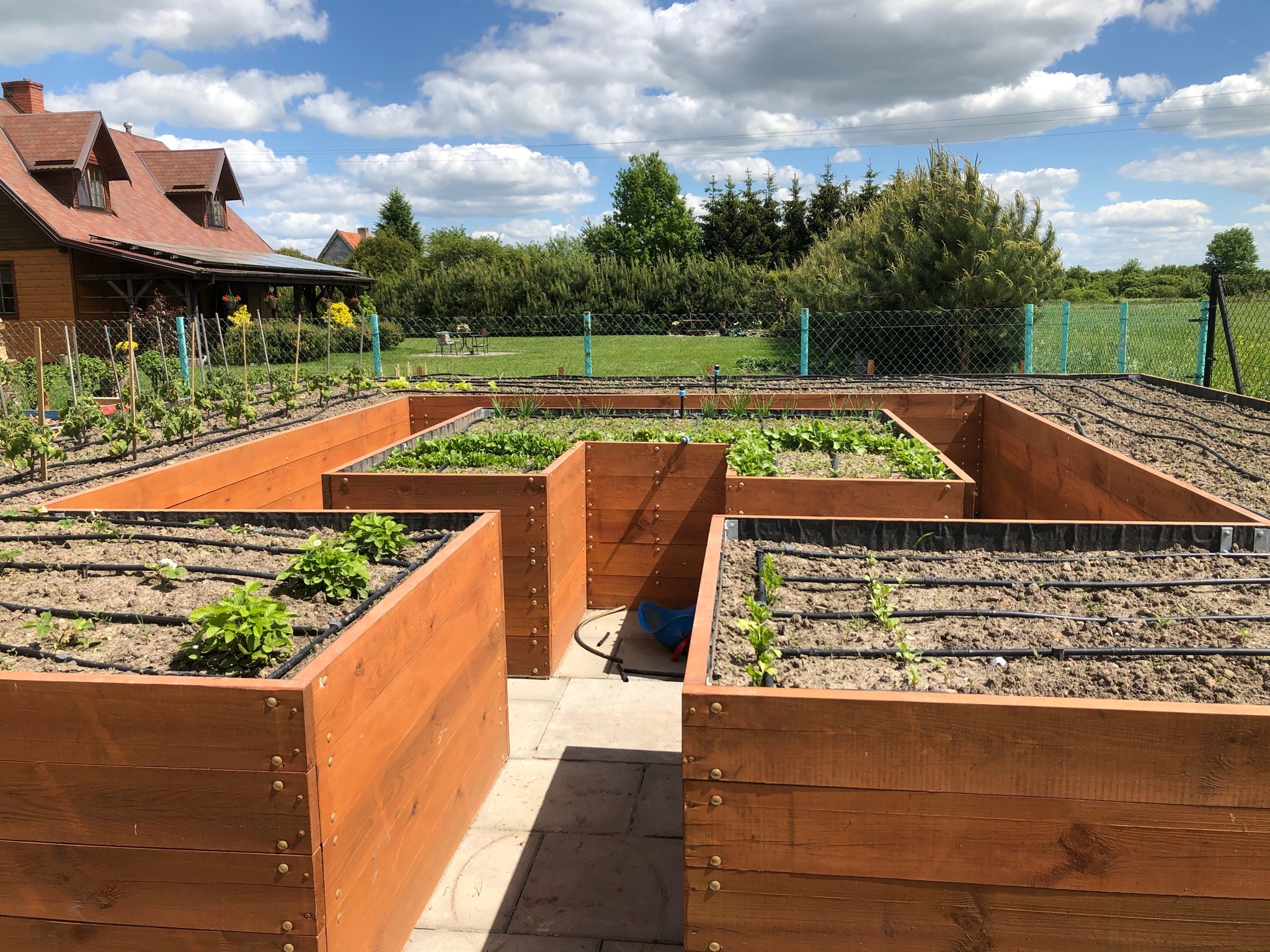 Warzywnik też może być ozdobą :)