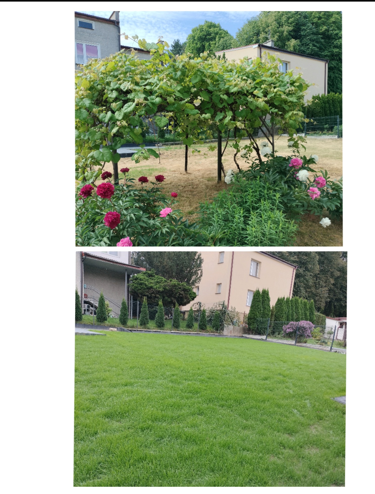 Ujęcie ogrodu w Wojciechowie z formowanym drzewem owocowym, rabatą z piwoniami i zadbanym trawnikiem przed domem.