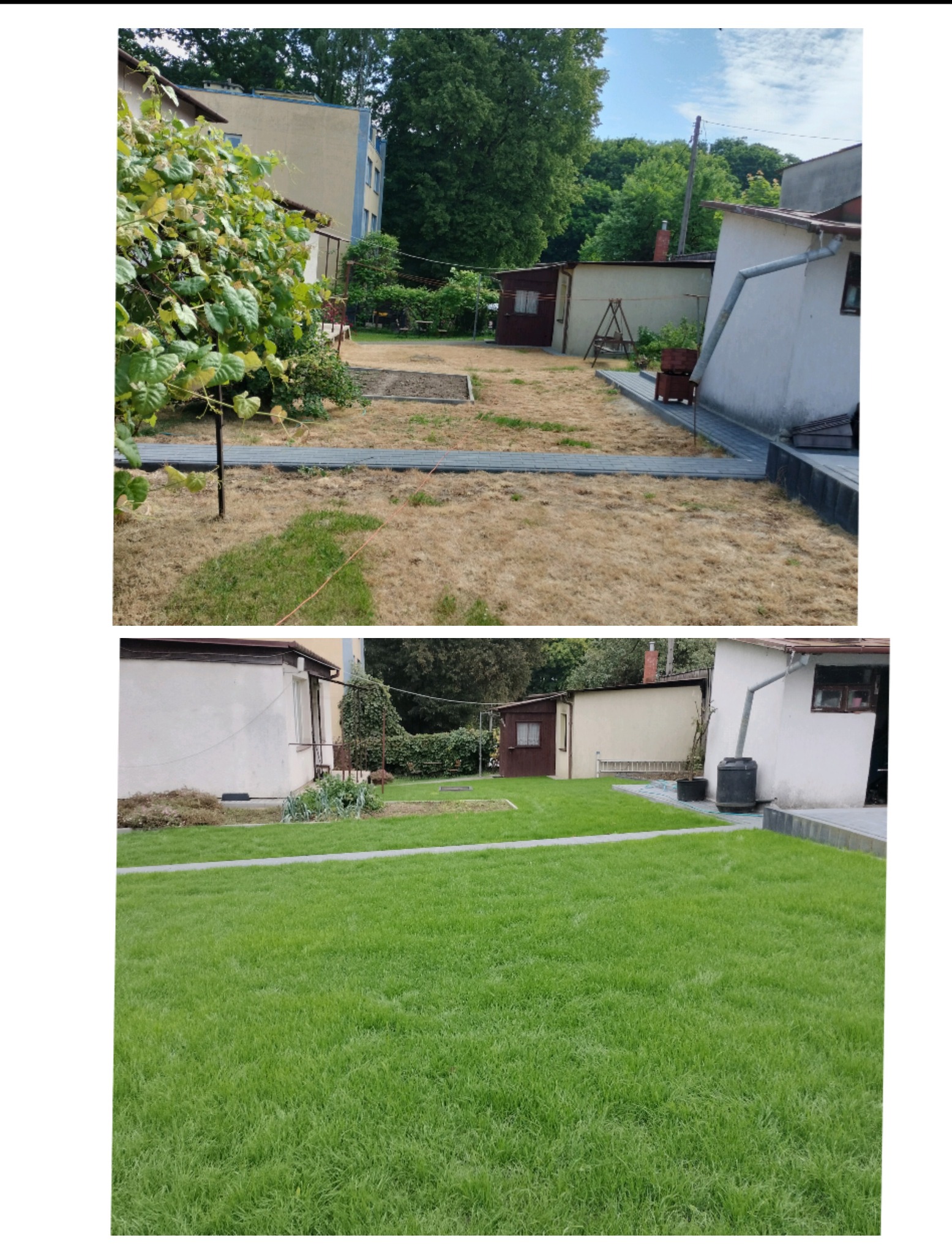 Porównanie stanu trawnika przed i po renowacji: zniszczona, sucha trawa na górze, bujna, zielona trawa na dole. Widoczne budynki w tle.