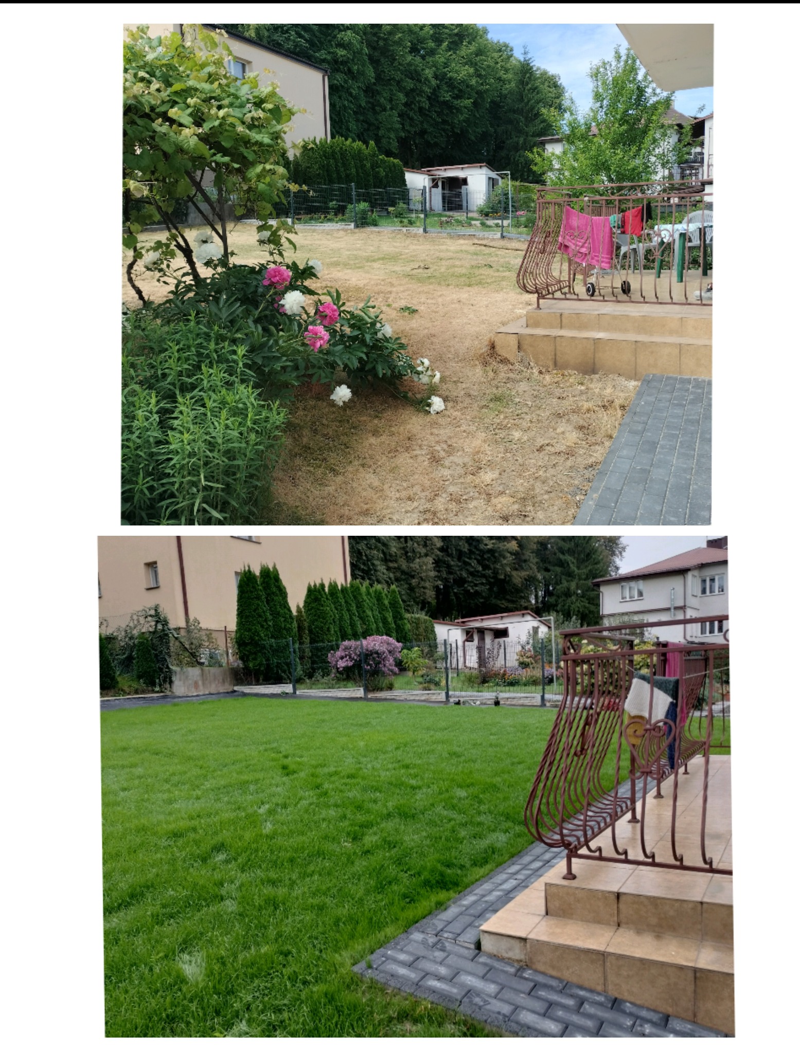 Porównanie stanu trawnika przed i po zabiegu: wyschnięta trawa z kwiatami piwonii kontra soczysta zieleń. Widoczne schody z balustradą i budynek w tle.