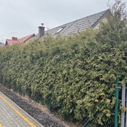 Wycinka drzew Stara Kuźnia 2