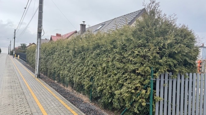 Długi, gęsty żywopłot z tui szmaragd na granicy działki, widoczny z chodnika z żółtymi pasami dla niewidomych, pochmurne niebo.