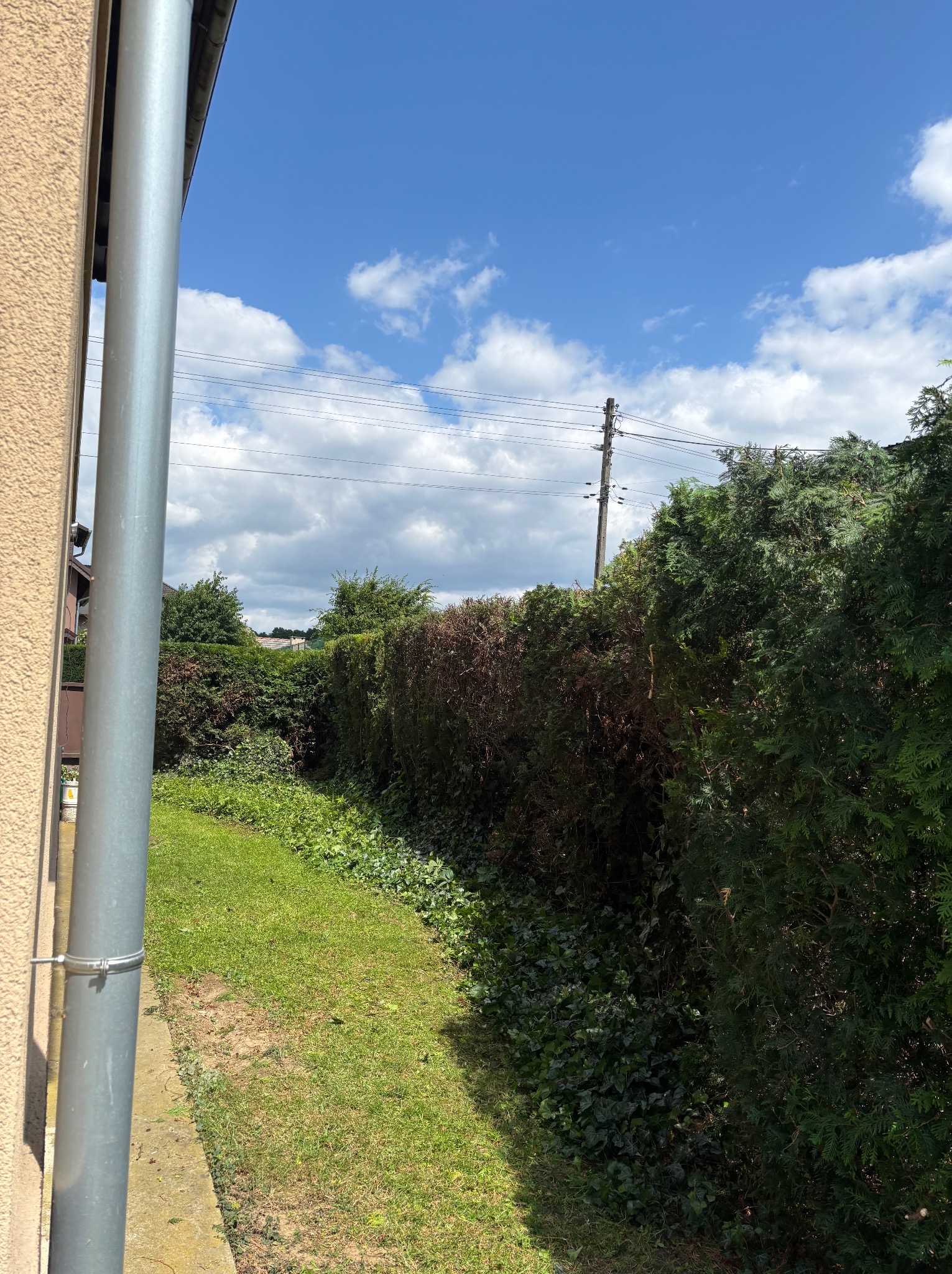 Zaniedbany żywopłot z brązowymi plamami, widok z perspektywy trawnika. Metalowa rynna przy budynku. Częściowo zachmurzone niebo.
