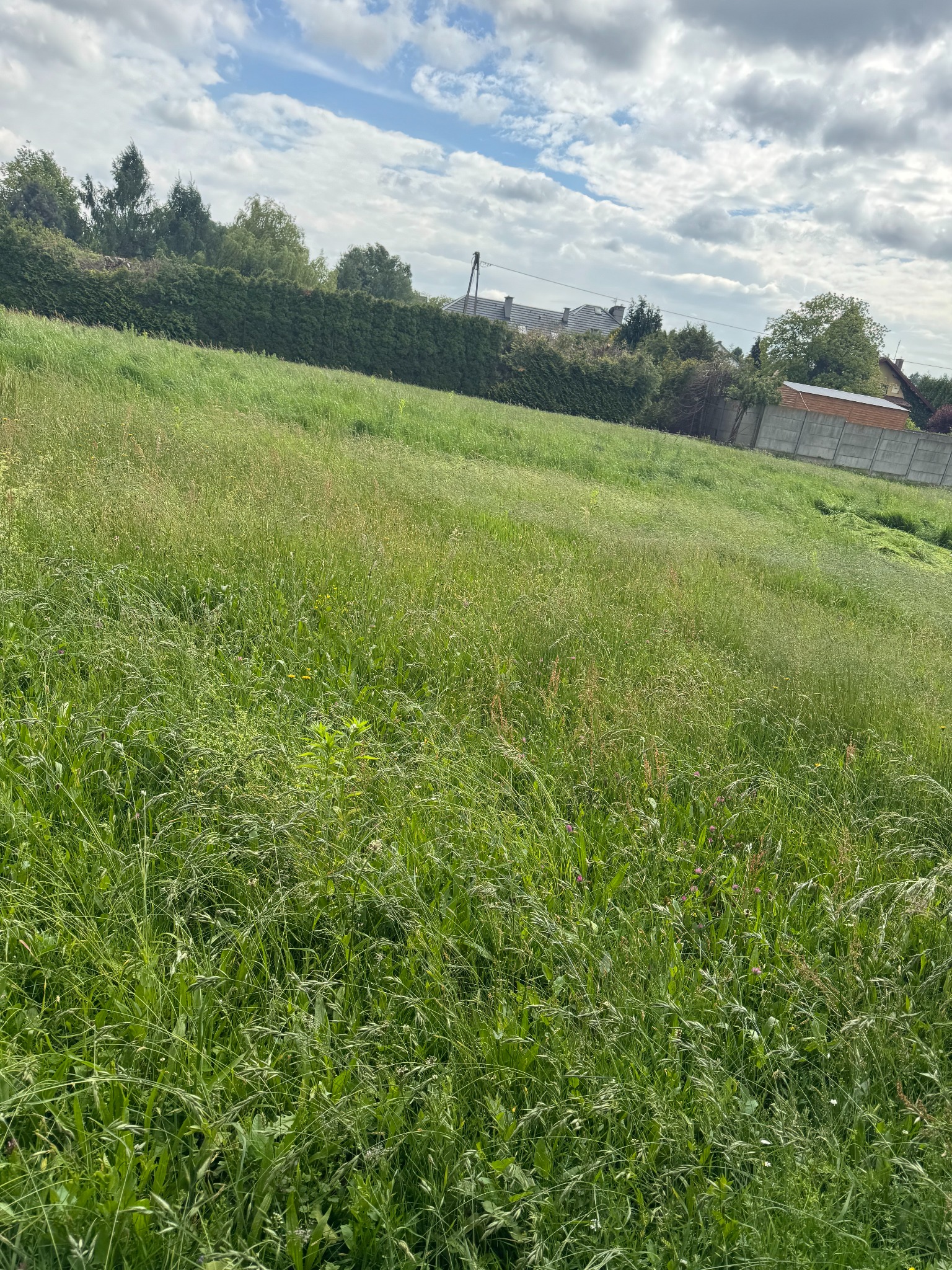 Zarośnięty trawnik przed domem, wysoka trawa wymaga koszenia. W tle żywopłot, budynki mieszkalne i pochmurne niebo.