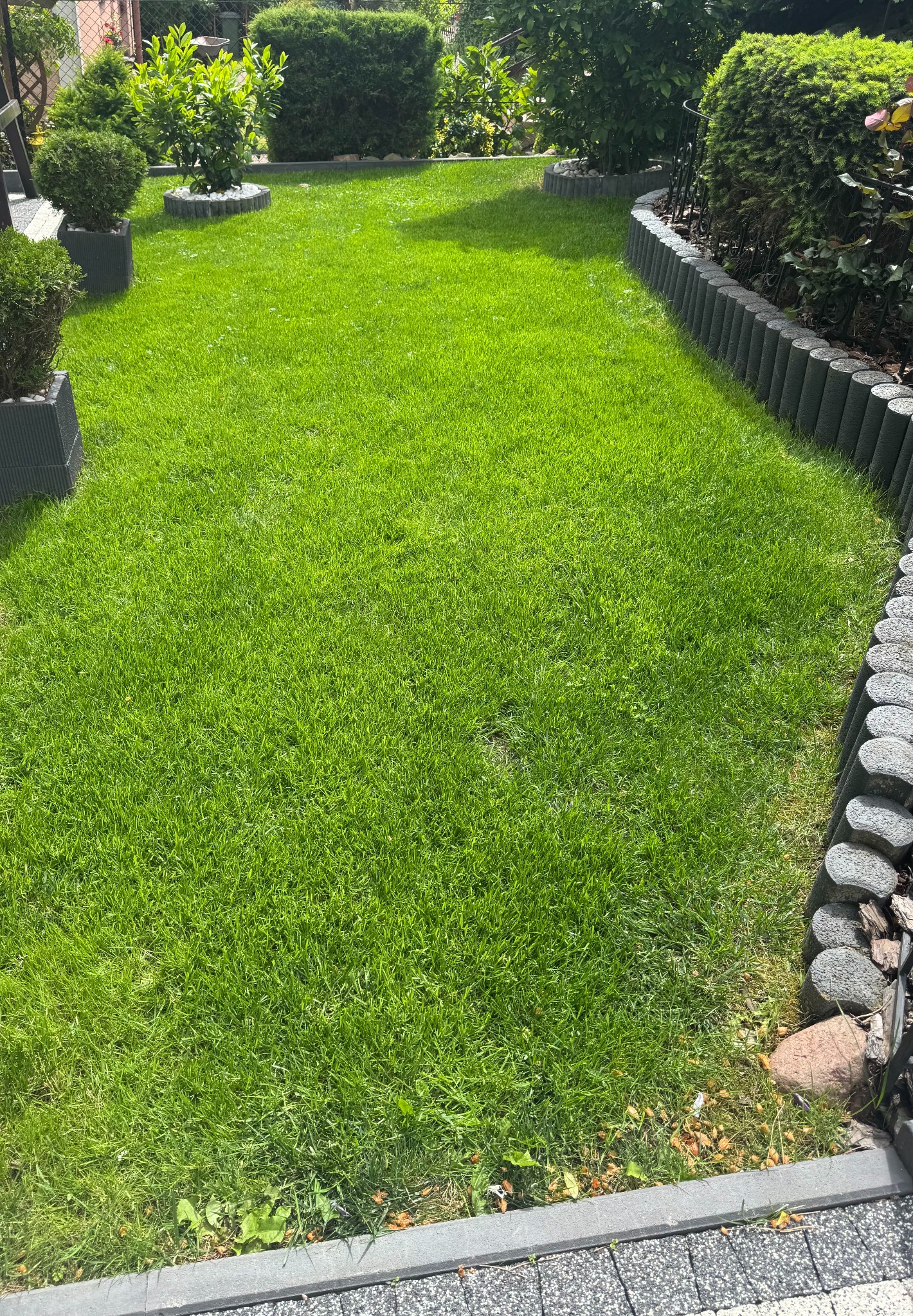 Zadbany trawnik z równo przystrzyżoną trawą, obrzeża z szarych elementów betonowych, dekoracyjne krzewy w donicach i wzdłuż ogrodzenia. Zieleń ogrodu po pielęgnacji.