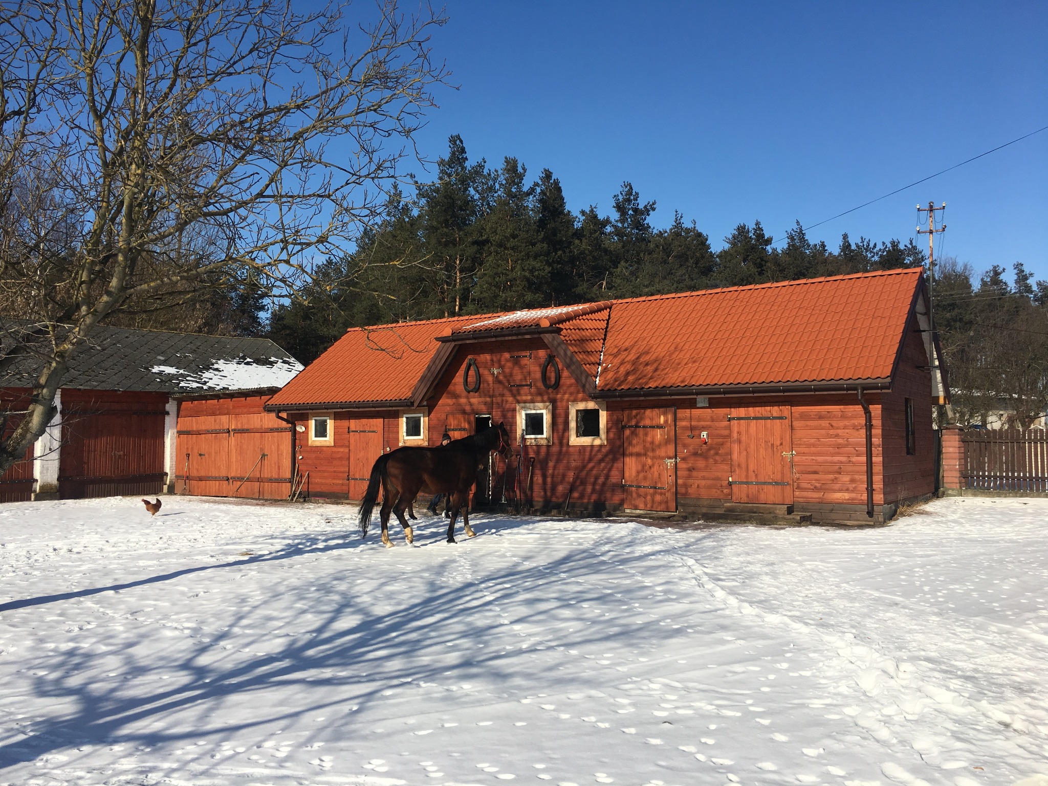 Stajnia z czerwonym dachem krytym dachówką ceramiczną, drewnianymi ścianami i bramami w zimowej scenerii, z dwoma końmi i kurą na śniegu.