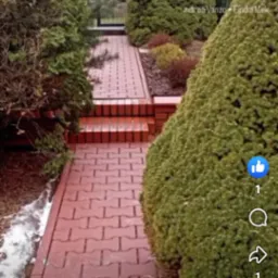 Czerwona kostka brukowa tworząca ścieżkę z kilkoma schodkami, otoczona tujami w ogrodzie, widok z perspektywy pieszego.