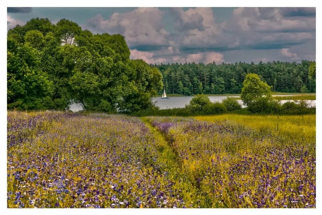 Krajobraz z polną ścieżką prowadzącą do jeziora z żaglówką, otoczonego lasem, pod pochmurnym niebem.