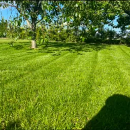 Równo skoszony trawnik z widocznymi pasami po kosiarce, drzewo owocowe z zielonymi owocami w tle, w słoneczny dzień.