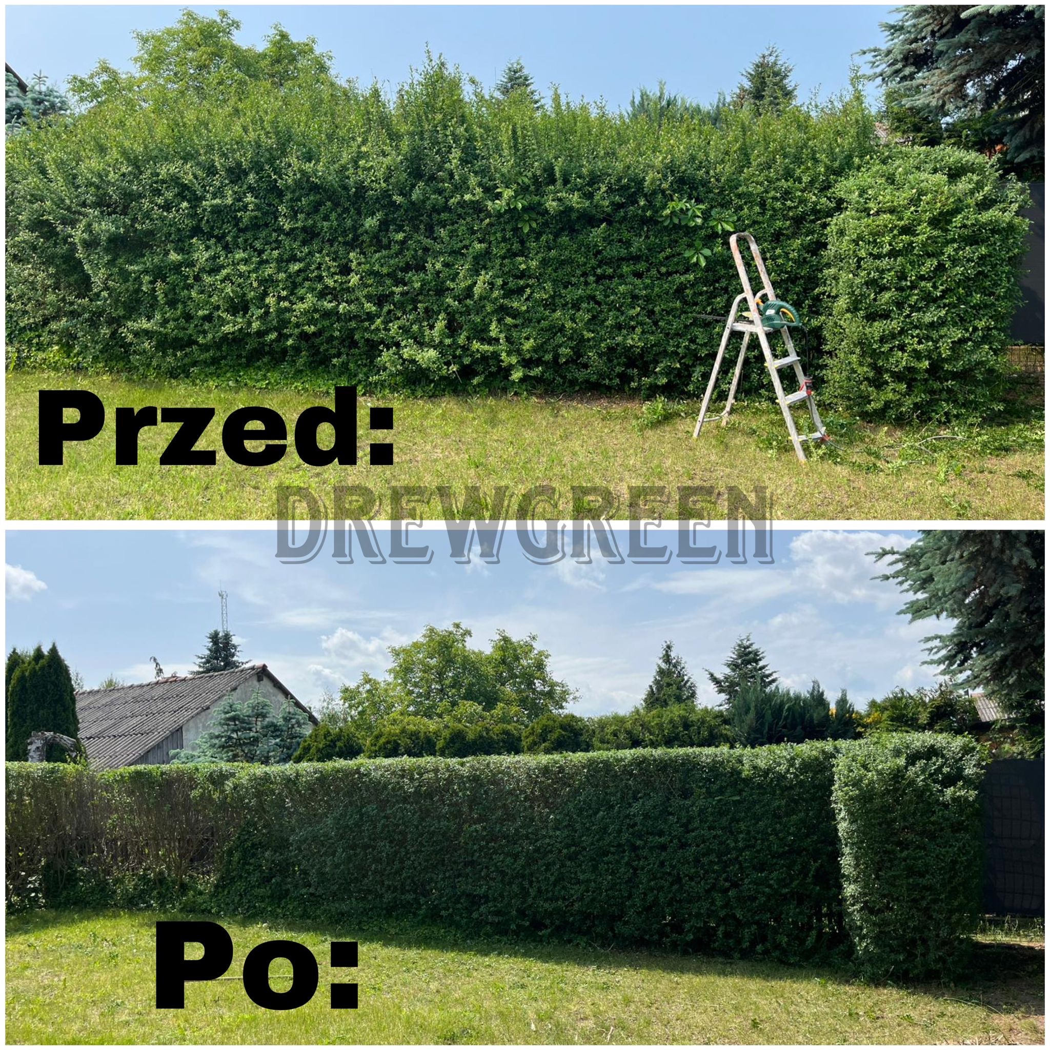 Zdjęcie 'przed i po' przycinania żywopłotu. Na górze zaniedbany żywopłot z drabiną i narzędziem, na dole równo przycięty żywopłot na tle zabudowań.