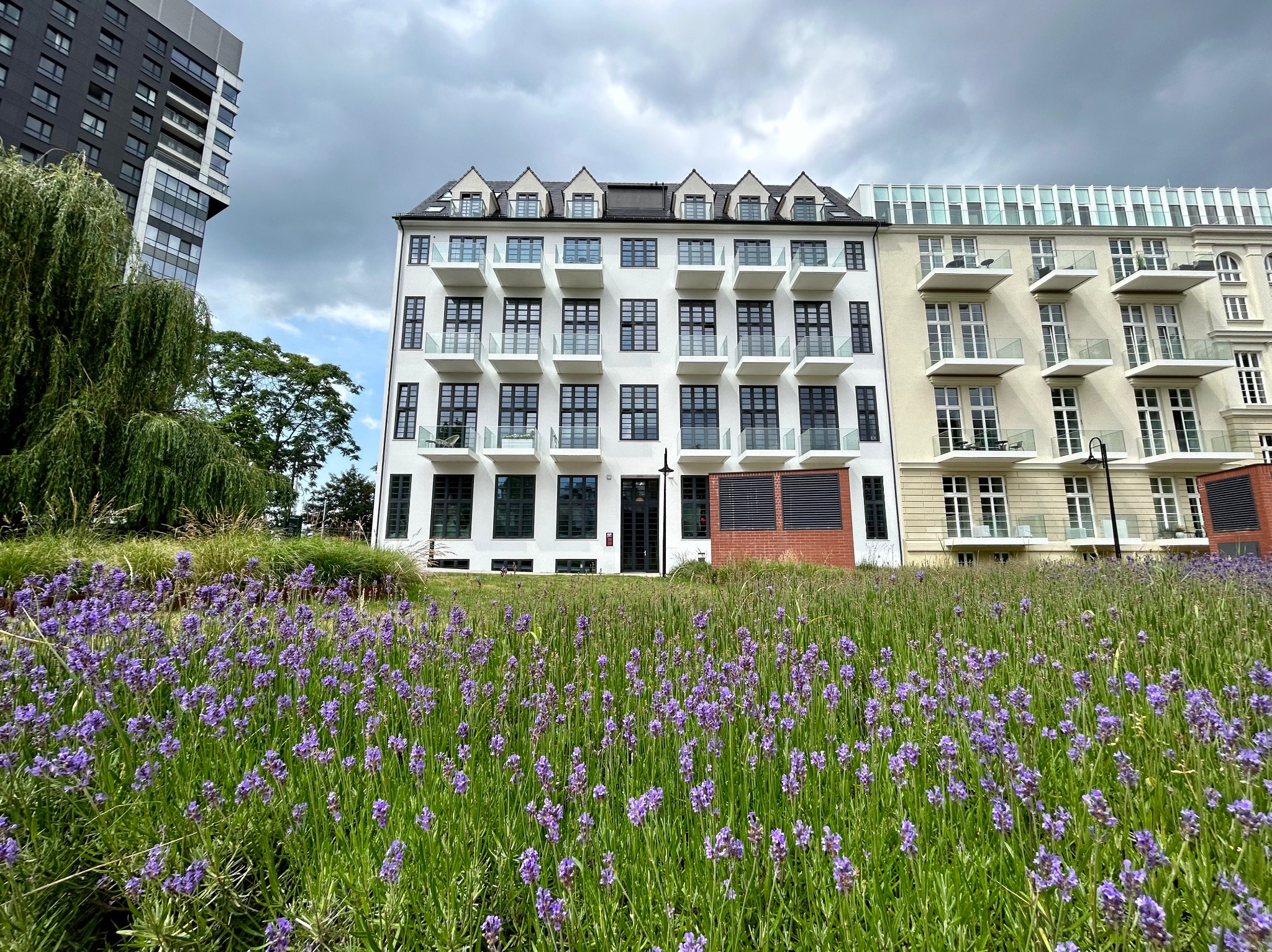 Elewacja kamienicy Dom z Herbem we Wrocławiu, widok z poziomu kwitnącej łąki lawendy.