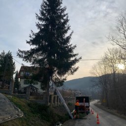 Wycinka drzew Bysina 2