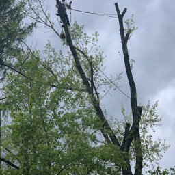 Drwalmar - Pracownik w uprzęży, z piłą spalinową, w trakcie pracy na wysokości, przy częściowo ogołoconym z gałęzi drzewie w Bysinie, na tle pochmurnego nieba.