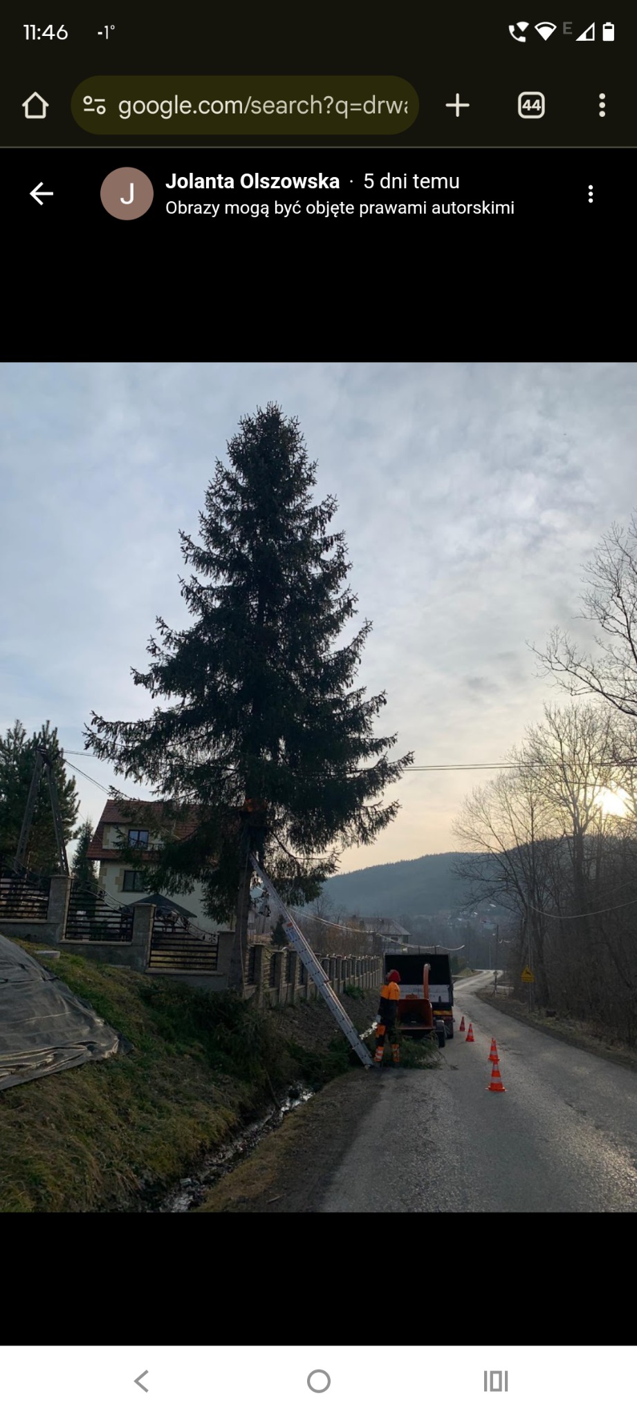 Wysoka choinka przy drodze, pracownik na drabinie przy drzewie, obok rębarka do gałęzi i pomarańczowe pachołki ostrzegawcze.