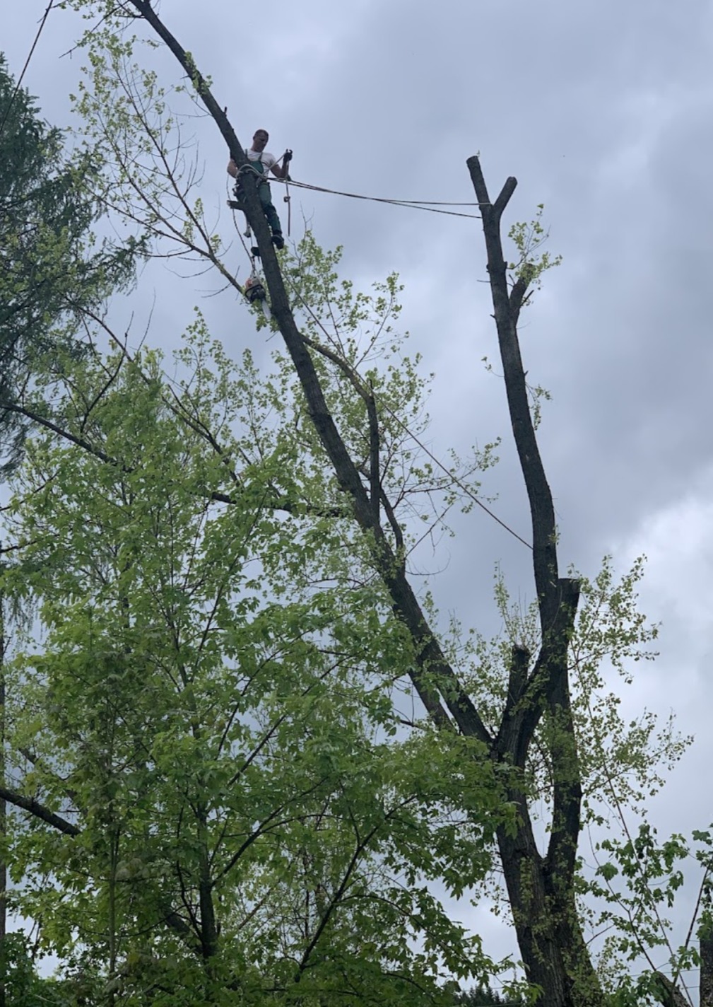 Pracownik w uprzęży, z piłą spalinową, w trakcie pracy na wysokości, przy częściowo ogołoconym z gałęzi drzewie w Bysinie, na tle pochmurnego nieba.