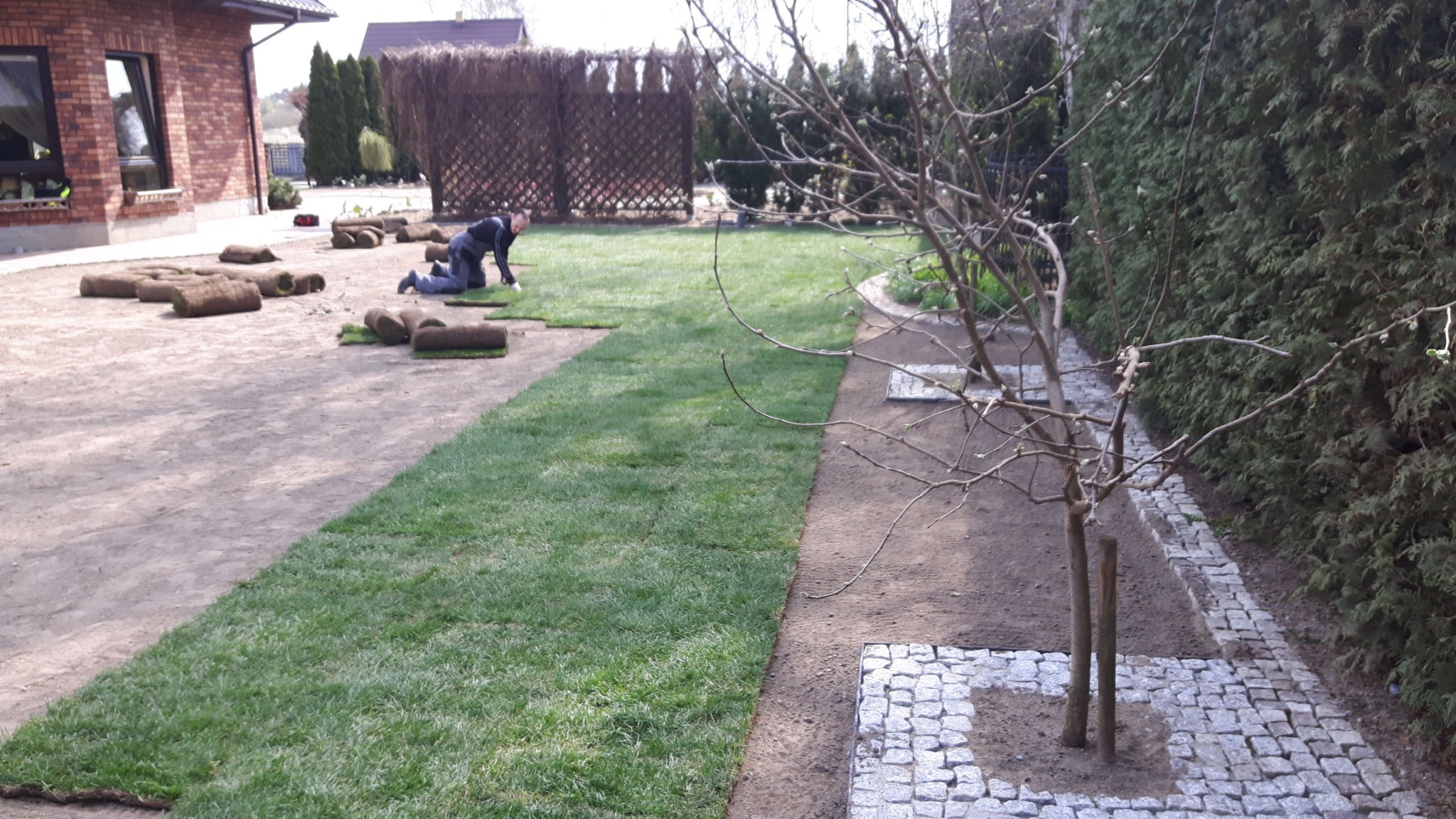 Układanie darni z rolki na przygotowanym podłożu w ogrodzie, widoczne rolki trawy, pracownik na kolanach wyrównujący darń, obok ścieżka z kostki granitowej i żywopłot