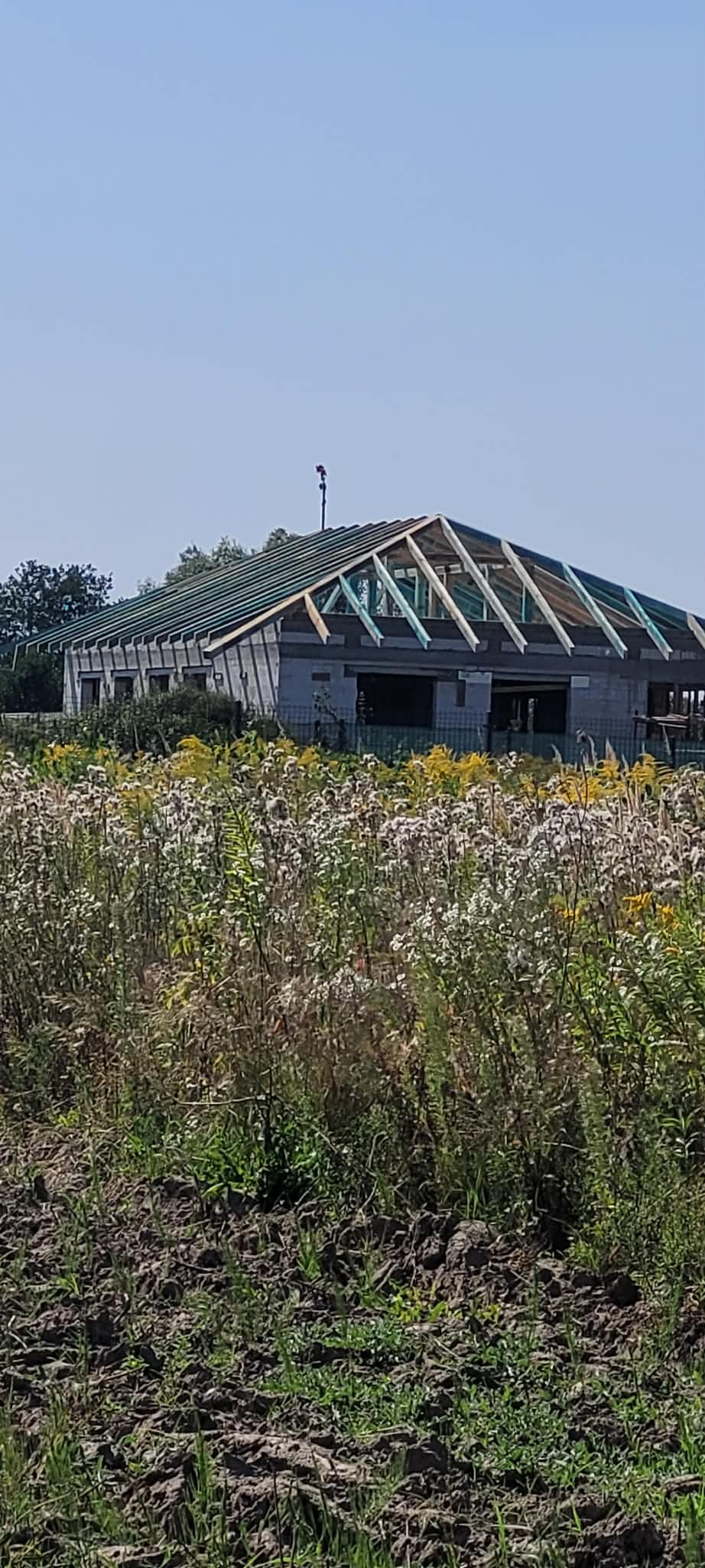 Budowa dachu domu jednorodzinnego w trakcie realizacji, widok z poziomu gruntu, zarośniętego kwitnącymi roślinami. Konstrukcja dachu z drewnianych belek.
