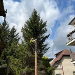 Arborysta w uprzęży, z piłą spalinową, przy pniu po wycince drzewa iglastego, na tle nieba z chmurami i zabudowań mieszkalnych.