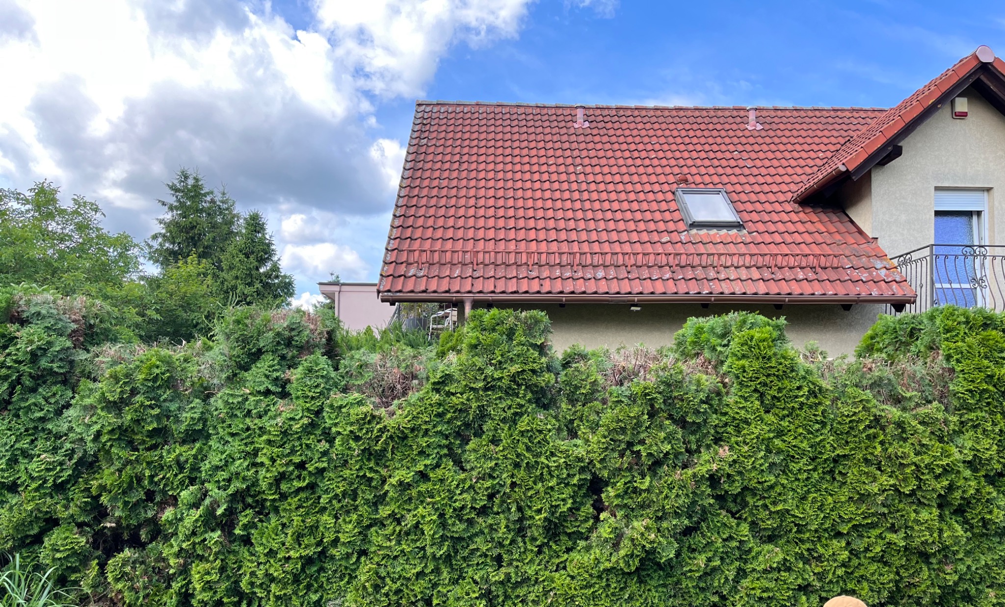 Gęsty żywopłot z tui szmaragdowej przed domem z czerwoną dachówką i oknem dachowym, błękitne niebo z chmurami w tle.