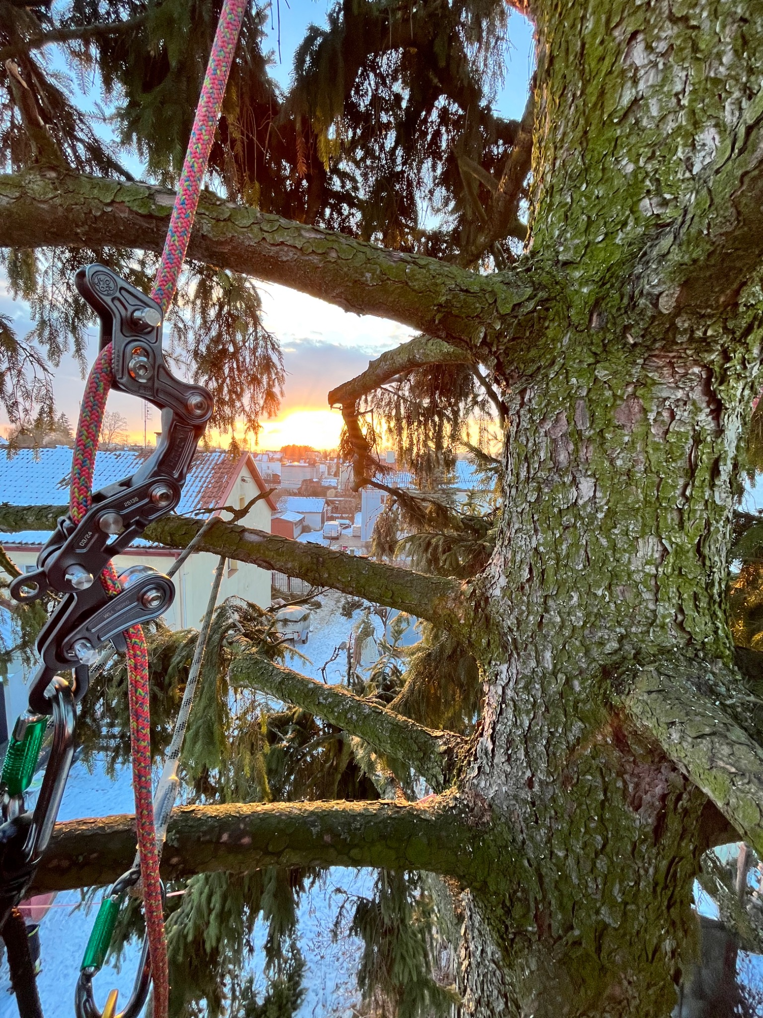 Widok z korony drzewa na miasto o zachodzie słońca przez system lin i karabinków do arborystyki