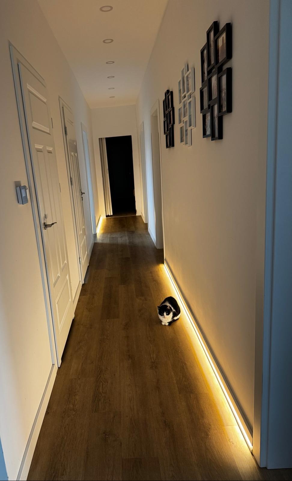 Oświetlony halogenami korytarz z drewnianą podłogą i białymi drzwiami, z czarno-białym kotem siedzącym na podłodze przy listwie przypodłogowej.