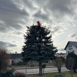 Wycinka drzew Hajnówka 3