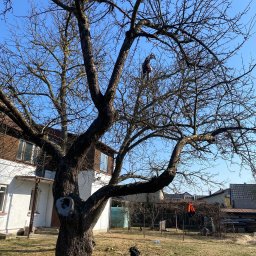 Wycinka drzew Hajnówka 4