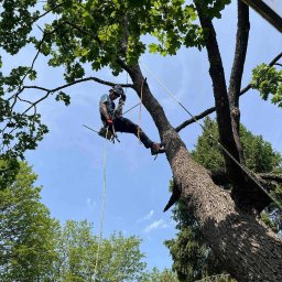 Wspinacze drzewni - Prace wysokościowe Hajn&oacute;wka