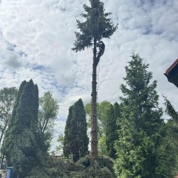 Wycinka drzew Hajnówka 3