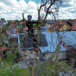 Wycinka drzew Hajnówka 4