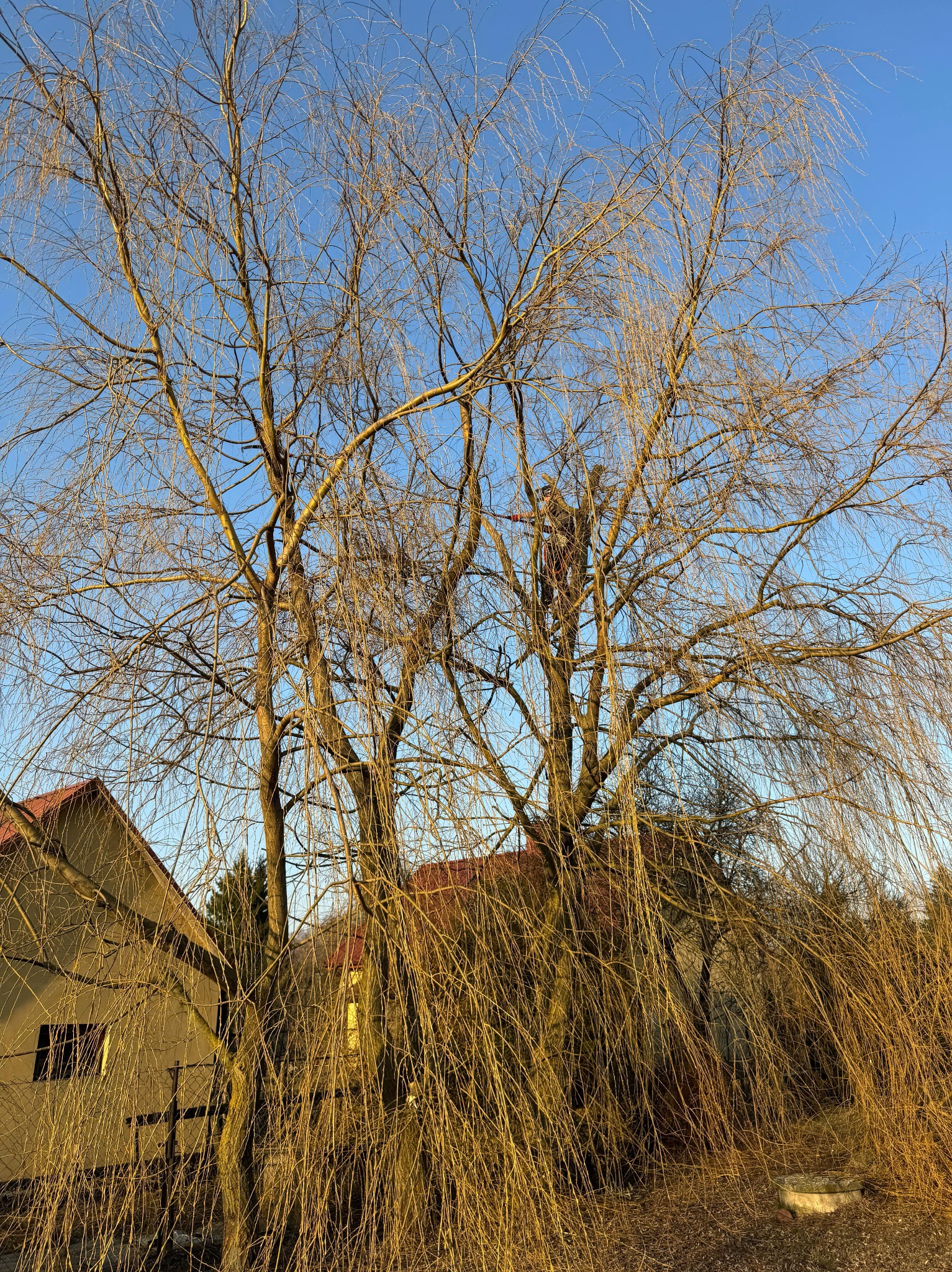 Pracownik w uprzęży na wysokości, przycina gałęzie nagiego drzewa, widoczne budynki w tle, błękitne niebo.