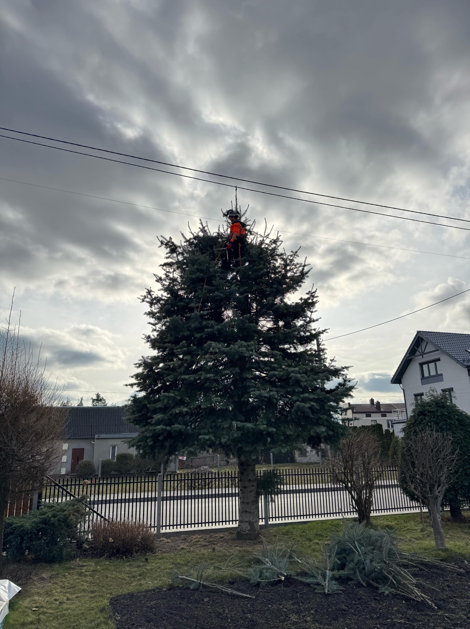 Pracownik w pomarańczowym kombinezonie, zabezpieczony linami, przycina górne gałęzie wysokiej choinki rosnącej na posesji z widocznymi domami w tle i fragmentami obciętych gałęzi na trawniku.
