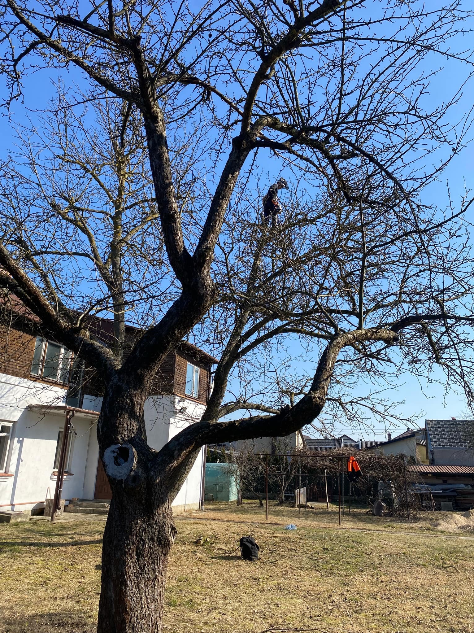 Pracownik w uprzęży na drzewie bez liści w Hajnówce, prawdopodobnie podczas jego przycinania, widok z dołu na tle błękitnego nieba.